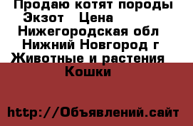 Продаю котят породы Экзот › Цена ­ 5 000 - Нижегородская обл., Нижний Новгород г. Животные и растения » Кошки   